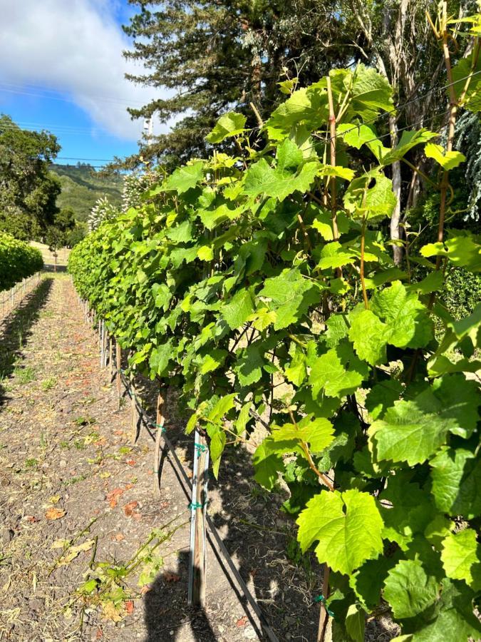 The Gables Wine Country Inn Santa Rosa Esterno foto